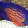 saltwater fish - centropyge bispinosa - coral beauty angelfish stocking in 90 gallons tank - coral beauty angel