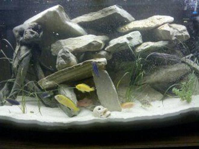 46 gallons freshwater fish tank (mostly fish and non-living decorations) - lots of rocks bowfront 46 gal
