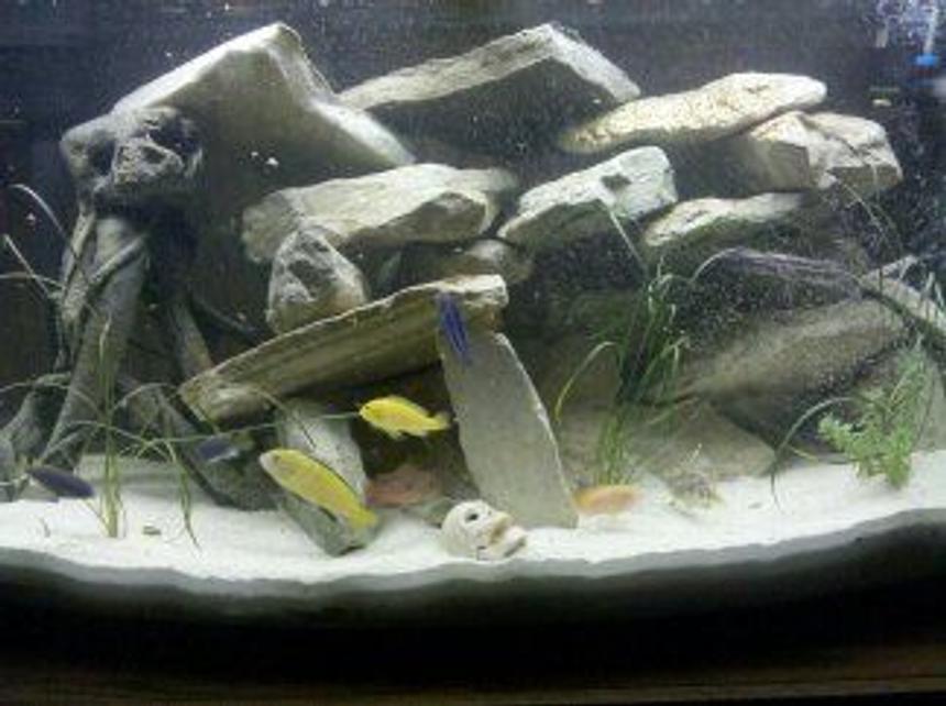 Rated #161: 46 Gallons Freshwater Fish Tank - lots of rocks bowfront 46 gal