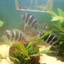 fish tank picture - frontosas