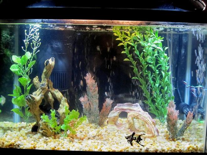 20 gallons freshwater fish tank (mostly fish and non-living decorations) - My Tropical Aquarium