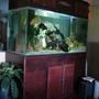 350 gallons freshwater fish tank (mostly fish and non-living decorations) - 350 gallon cichlid tank with 30+ cichlids from fry to 10 inches