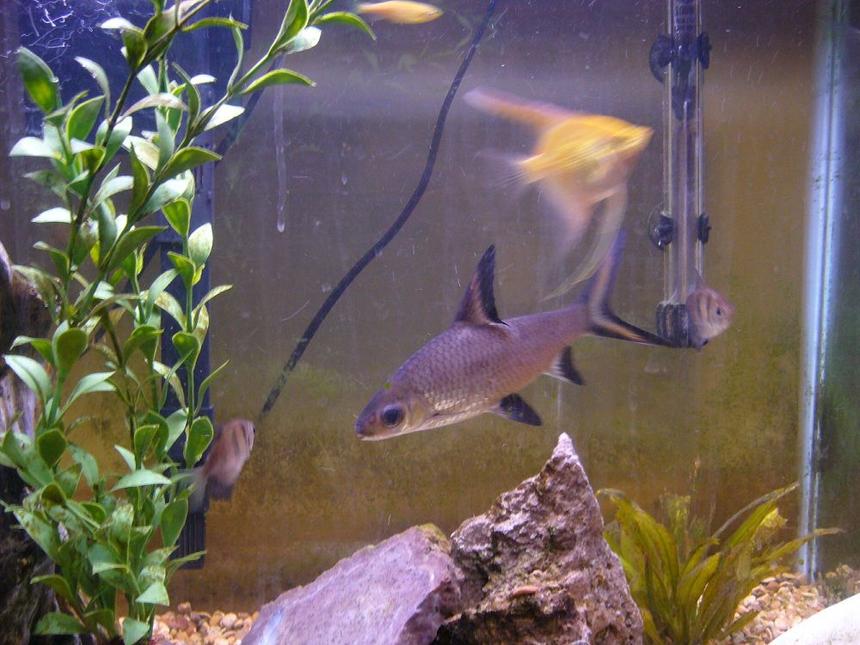 Rated #82: Freshwater Fish - Balantiocheilus Melanopterus - Bala Shark ( Stocking In 14 Gallons Tank - Please help ID this beast!
He is hard to photograph because he is nervous and he can jump like a tarpon when spooked!
However, he is not aggressive towards other fish.
He is so large because he LOVES mosquito larvae.
You can also see that my live plant doesn't look so great. Any suggestions?
