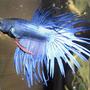 freshwater fish - betta splendens - crown tail betta stocking in 20 gallons tank - My Beautiful Betta Benni :)