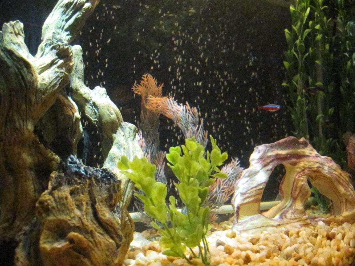 20 gallons freshwater fish tank (mostly fish and non-living decorations) - Another Point of View