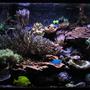 180 gallons reef tank (mostly live coral and fish) - 180 Gallon Las Vegas Reef Tank