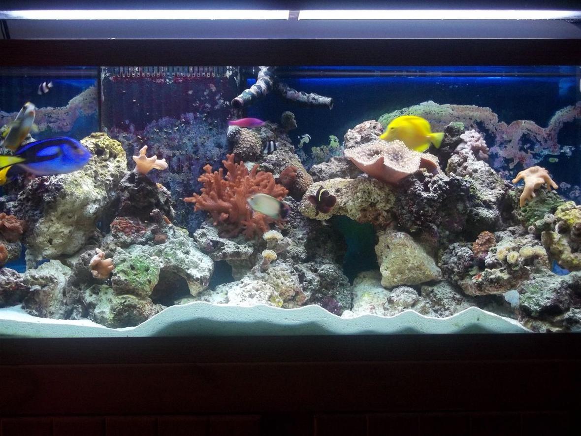 75 gallons reef tank (mostly live coral and fish) - tank 3.5 months old