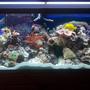 75 gallons reef tank (mostly live coral and fish) - tank 3.5 months old