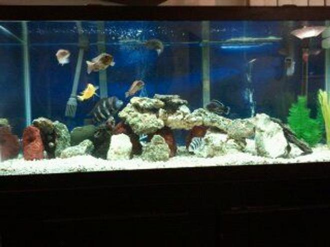 55 gallons freshwater fish tank (mostly fish and non-living decorations) - 75 gallon lace & lava rock. cichlid substrate & white gravel mixed.