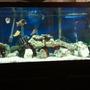 55 gallons freshwater fish tank (mostly fish and non-living decorations) - 75 gallon lace & lava rock. cichlid substrate & white gravel mixed.