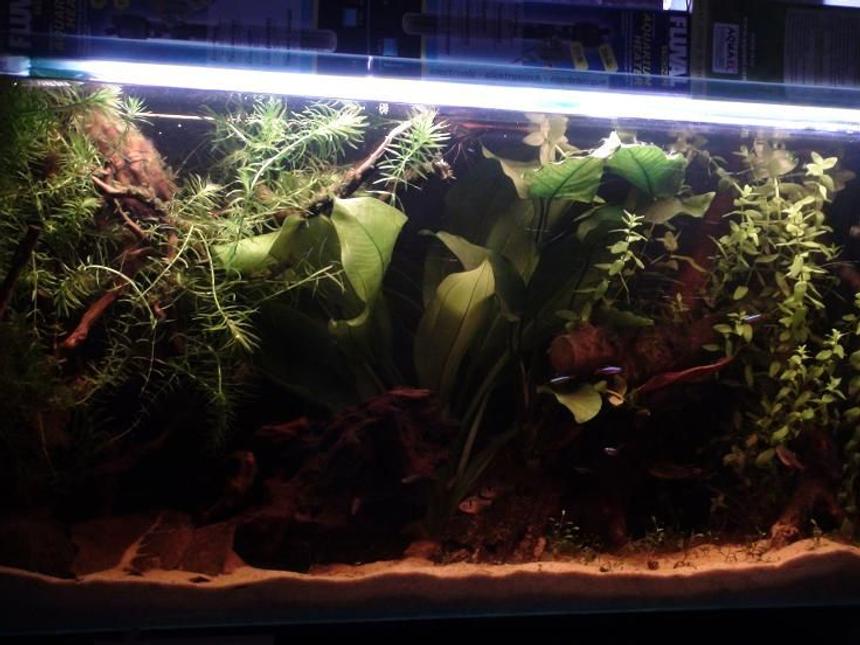 Rated #80: 29 Gallons Planted Tank - more pictures  on my profile