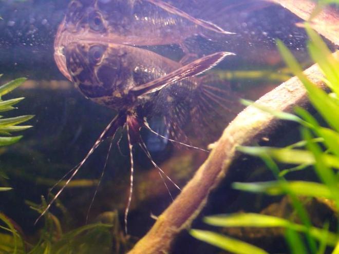 freshwater fish - pantodon buchholzi - african butterflyfish stocking in 29 gallons tank - african butterfly fish