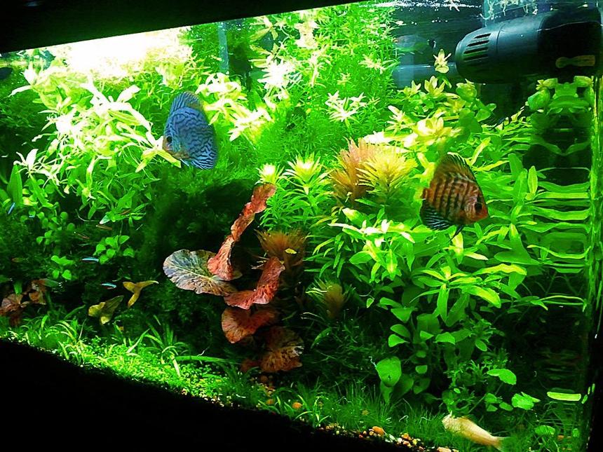 Rated #21: 40 Gallons Planted Tank - 40 Gallon Tank
