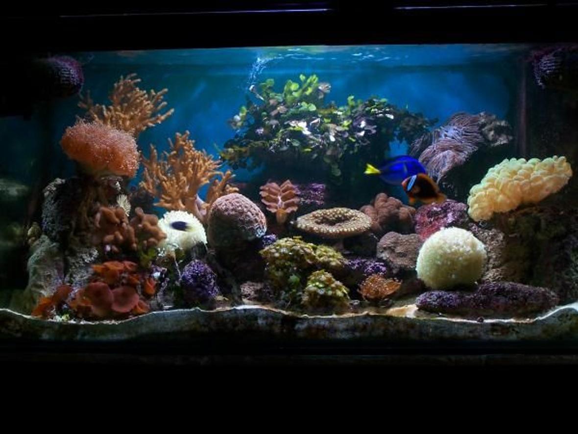120 gallons reef tank (mostly live coral and fish) - My Reef Tank With new coral Frog spawn