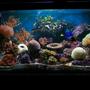 120 gallons reef tank (mostly live coral and fish) - My Reef Tank With new coral Frog spawn
