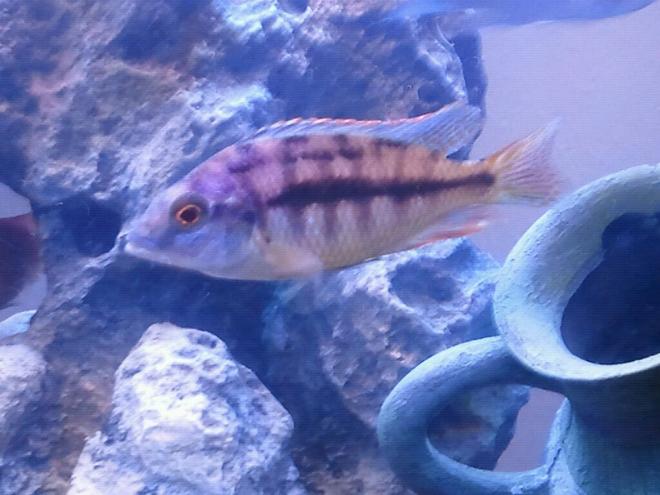 freshwater fish - protomelas taeniolatus - red empress stocking in 100 gallons tank - African