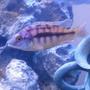 freshwater fish - protomelas taeniolatus - red empress stocking in 100 gallons tank - African