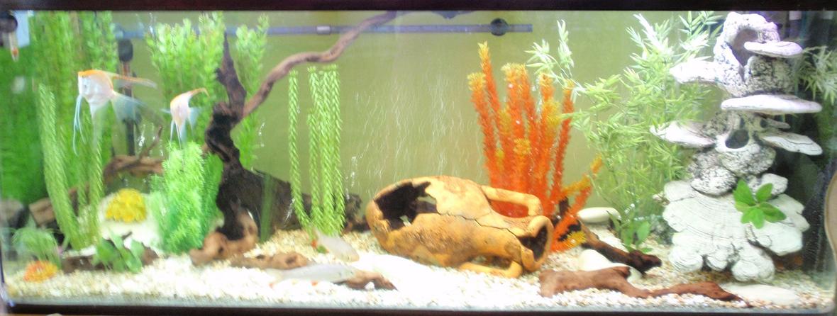 120 gallons freshwater fish tank (mostly fish and non-living decorations) - three days after redesign and most of decorations still in place - strange :)