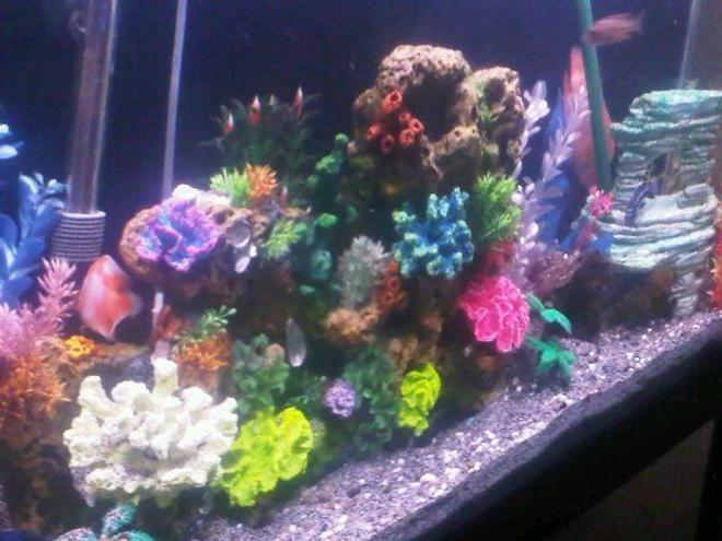 60 gallons freshwater fish tank (mostly fish and non-living decorations) - Chiclid tank. Dead and fake coral ran by emperor and ehemi pro 2