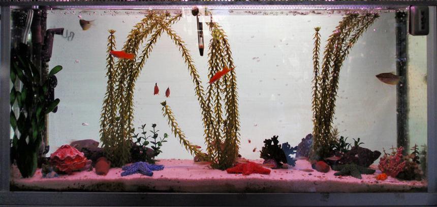 Rated #309: 21 Gallons Freshwater Fish Tank - A fish tank in MNS Music Shop - very popular with our yongest customers :)