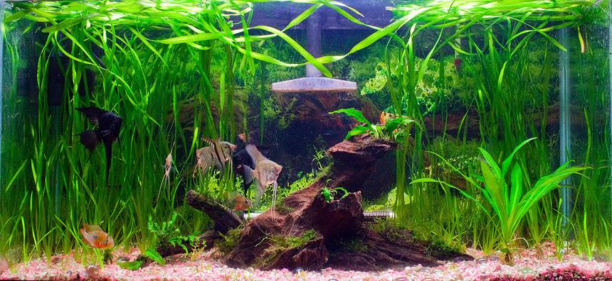 Rated #31: 33 Gallons Planted Tank - angels, bolivian rams, otos, clown pleco, driftwood and various plants