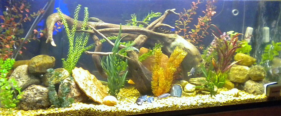 120 gallons freshwater fish tank (mostly fish and non-living decorations) - my 120 five months old.