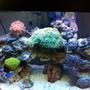 56 gallons reef tank (mostly live coral and fish) - Reef Tank