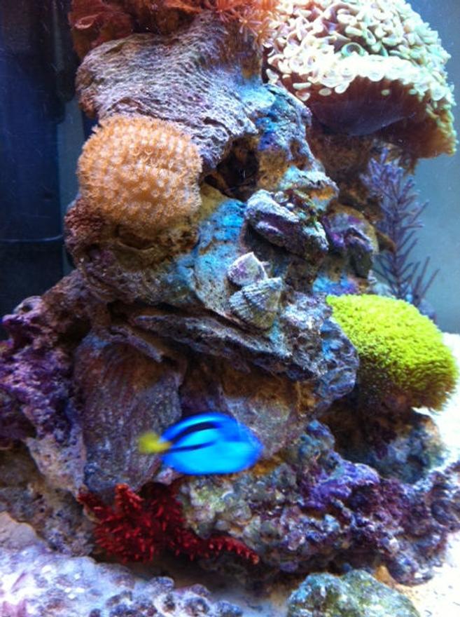 corals inverts - sarcophyton sp. - toadstool mushroom leather coral stocking in 56 gallons tank - Toadstool