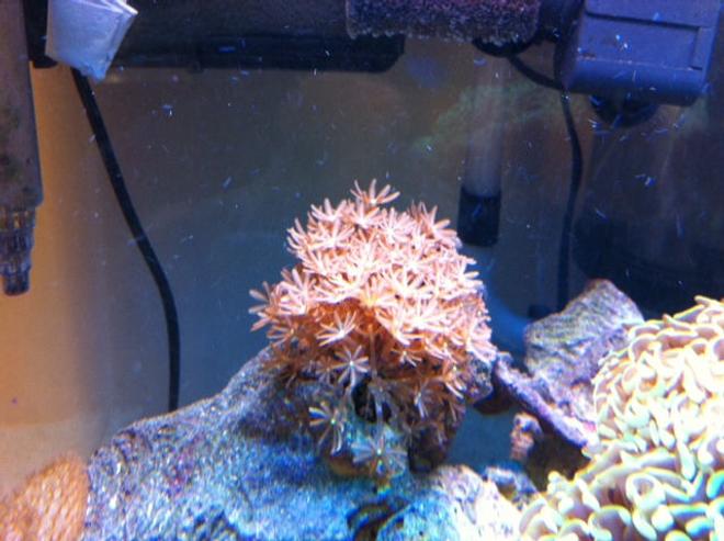 corals inverts - tubipora musica - pipe organ coral stocking in 56 gallons tank - Daisey