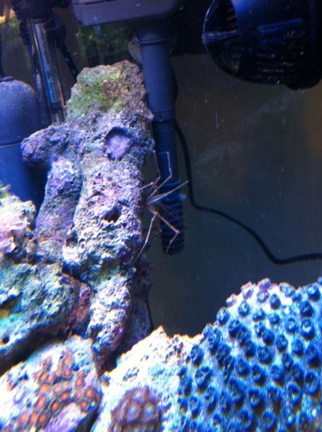 corals inverts - stenorhynchus seticornis - arrow crab stocking in 56 gallons tank - Arrow Crab