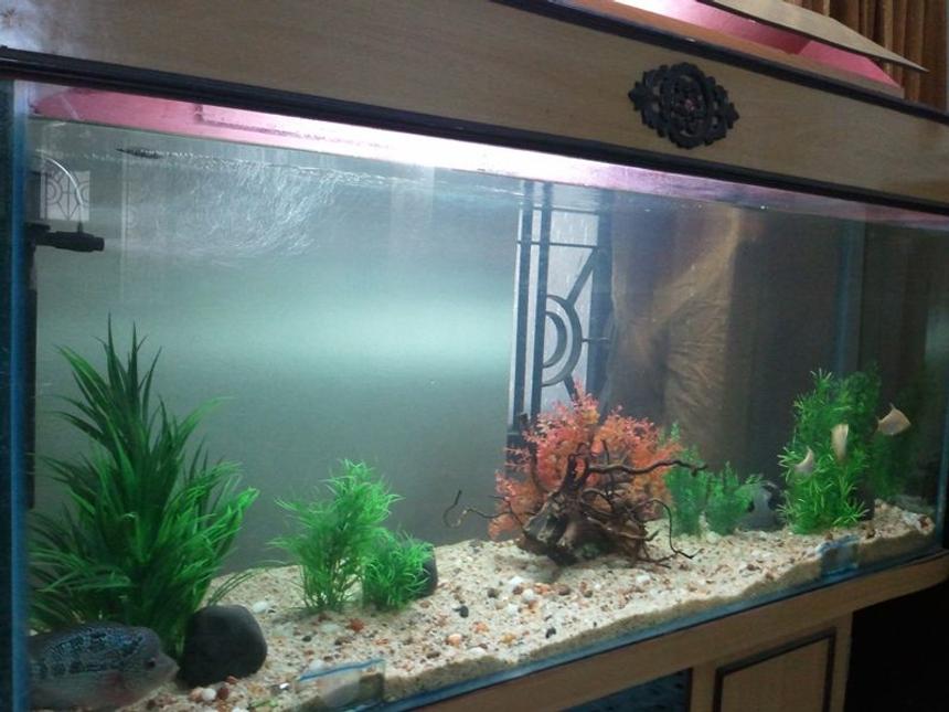 Rated #208: 85 Gallons Freshwater Fish Tank - My 5ft Freshwater Tank (85 Gallon)