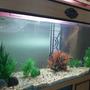 85 gallons freshwater fish tank (mostly fish and non-living decorations) - My 5ft Freshwater Tank (85 Gallon)