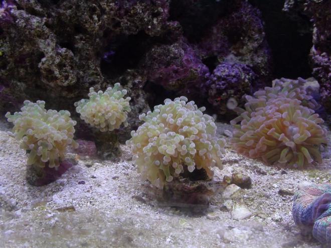 corals inverts - euphyllia paradivisa - frogspawn coral - branched stocking in 150 gallons tank - Frogspawn coral colony