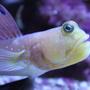 saltwater fish - cryptocentrus pavoninoides - bluespotted watchman goby stocking in 120 gallons tank - Old man of the tank