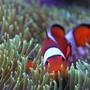 saltwater fish - amphiprion ocellaris - ocellaris clownfish stocking in 120 gallons tank - Home sweet green carpet home.