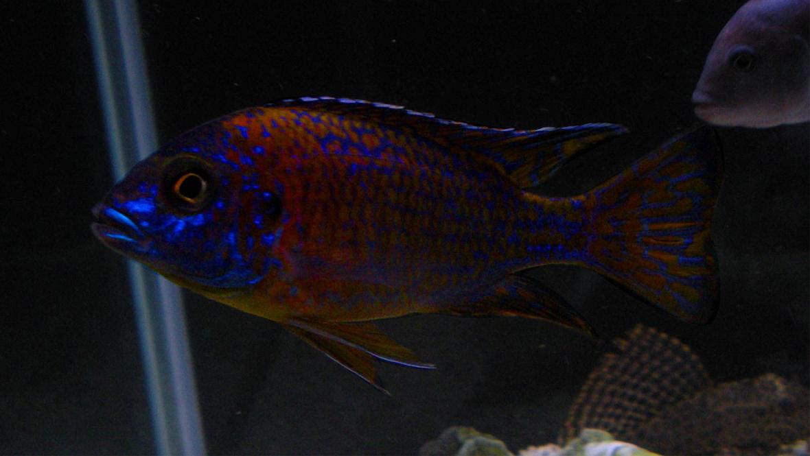freshwater fish - aulonocara stuartgranti ngara - ngara flametail stocking in 125 gallons tank - My African Peacock (unsure true name)