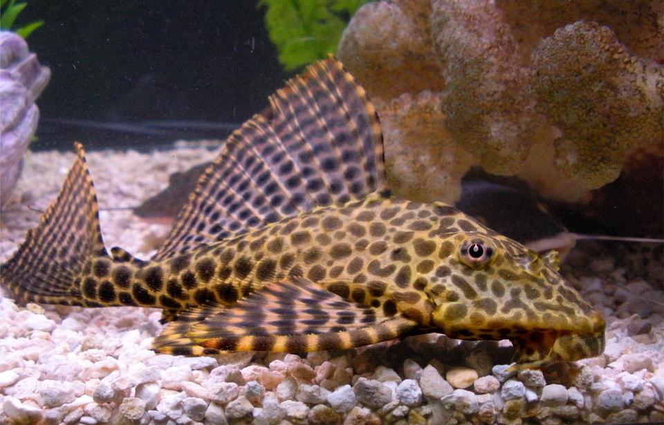 freshwater fish - glyptoperichthys gibbiceps - sailfin pleco (l-83) stocking in 125 gallons tank - My Highfin Leopard Pleco