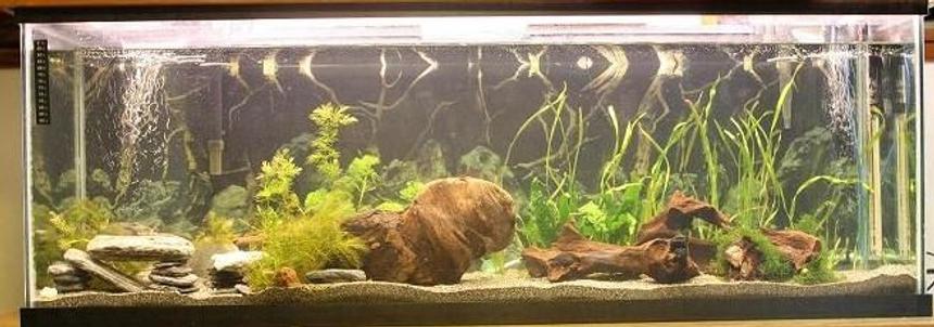 Rated #118: 45 Gallons Planted Tank - New setup