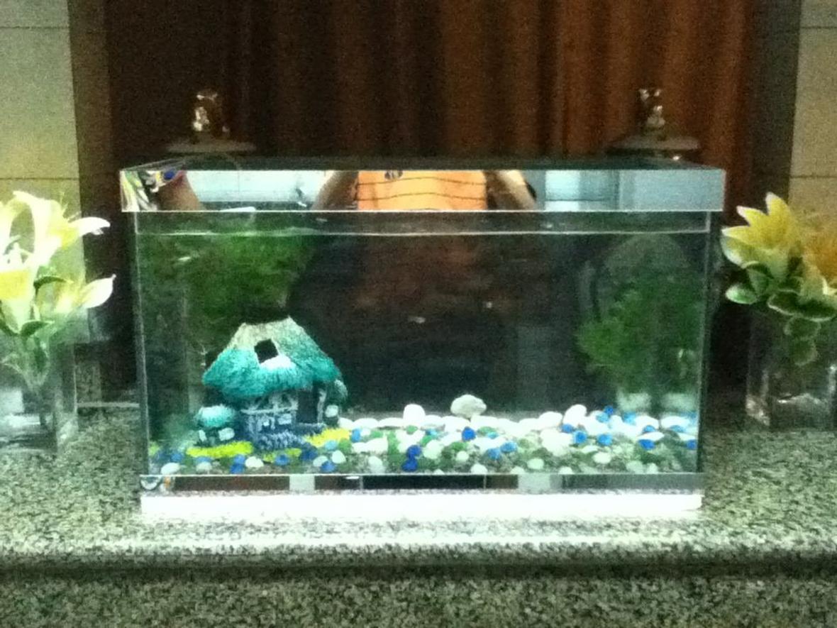 20 gallons freshwater fish tank (mostly fish and non-living decorations) - This is my first fis tank but i wil add more decoration this is a 20 gallon fsh tanks with live plants and many guppies and many pregnant ones :)