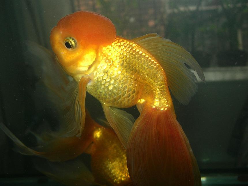 Rated #100: Freshwater Fish - Carassius Auratus - Red Ryukin Goldfish Stocking In 42 Gallons Tank - this my 3 year old goldfish