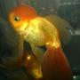 freshwater fish - carassius auratus - red ryukin goldfish stocking in 42 gallons tank - this my 3 year old goldfish