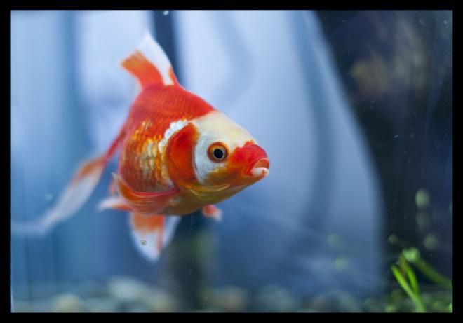 freshwater fish - carassius auratus - fantail goldfish stocking in 400 gallons tank - Fantail Gold Fish