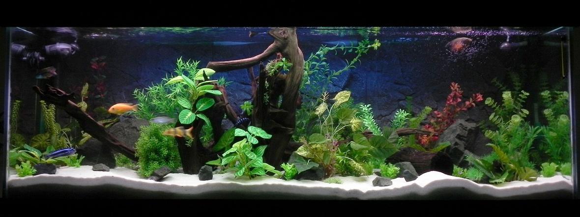 180 gallons freshwater fish tank (mostly fish and non-living decorations) - 6x2x2, 170 gal. Another arrangement with some taller plants and more light