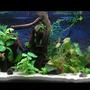 180 gallons freshwater fish tank (mostly fish and non-living decorations) - 6x2x2, 170 gal. Another arrangement with some taller plants and more light