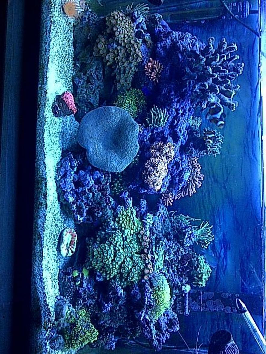 Rated #15: 30 Gallons Reef Tank - 30 gallon beauty, plenty of stock for a small tank :)