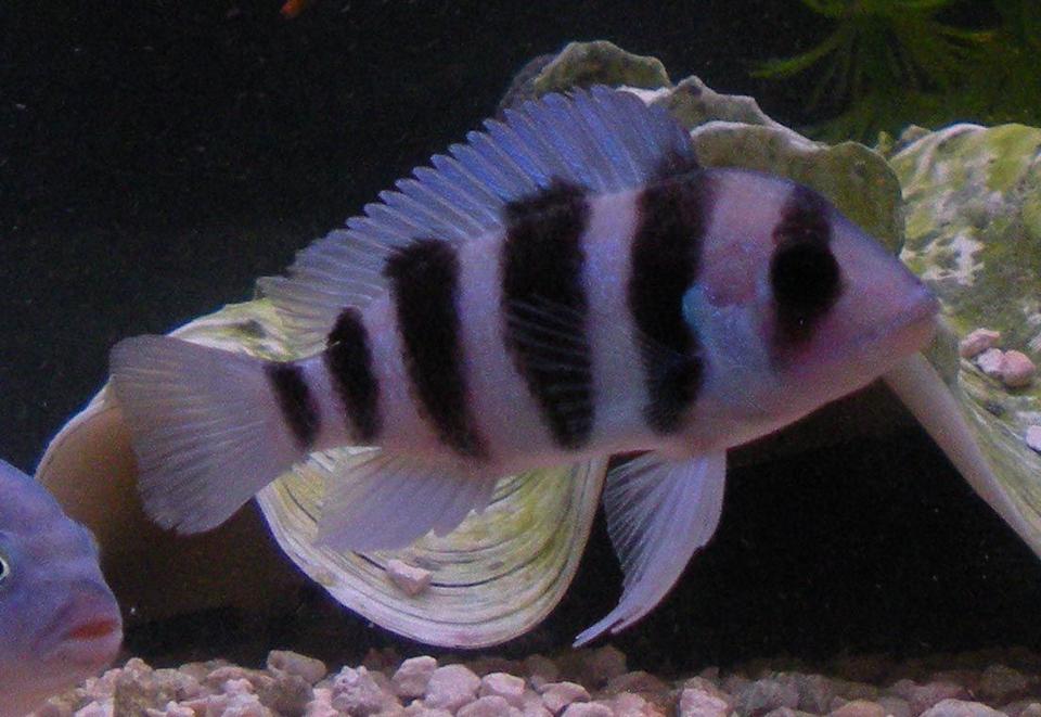 freshwater fish - cyphotilapia frontosa - frontosa cichlid stocking in 125 gallons tank - My Frontosa