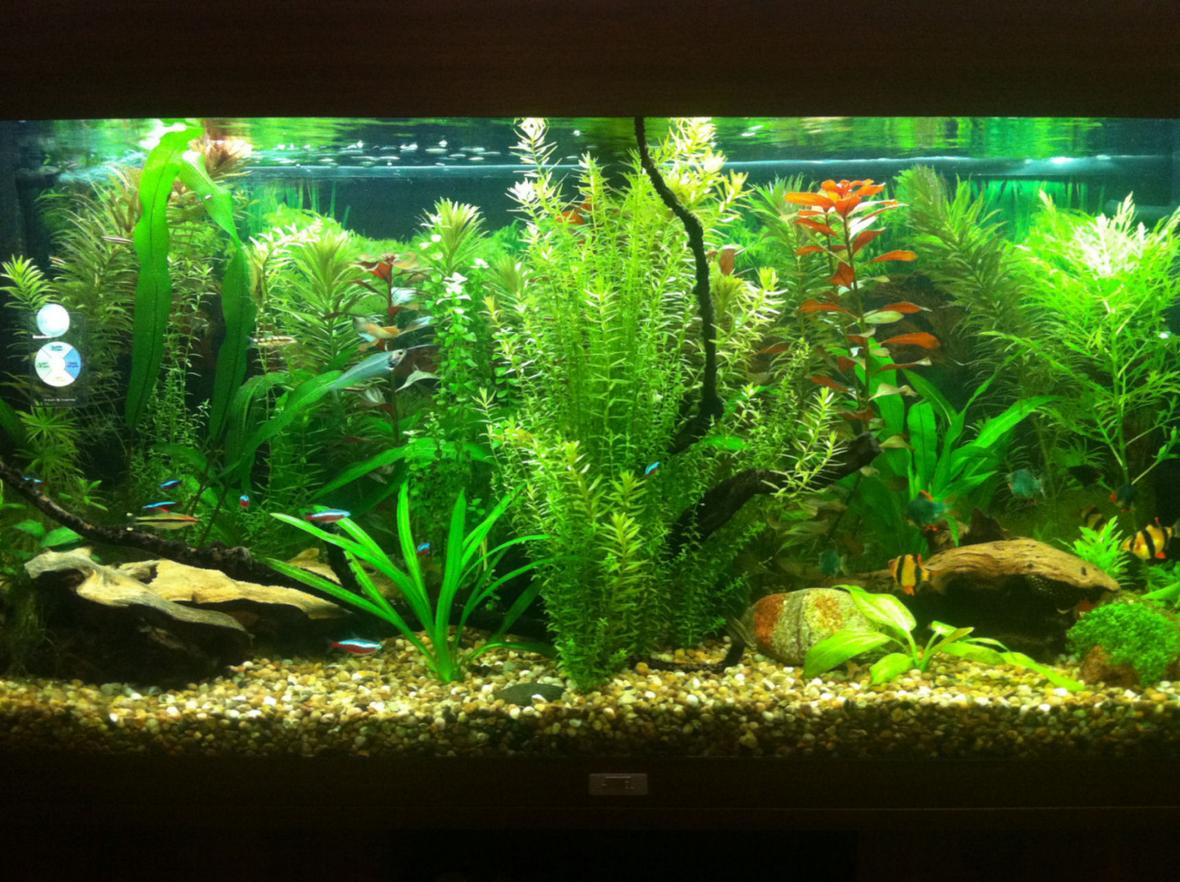 55 gallons planted tank (mostly live plants and fish) - Year 1