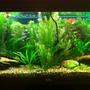 55 gallons planted tank (mostly live plants and fish) - Year 1