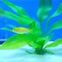 freshwater fish - metriaclima lombardoi - kenyi cichlid stocking in 55 gallons tank