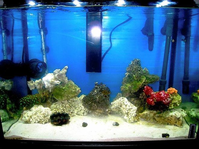 90 gallons reef tank (mostly live coral and fish) - This is my old 20 gallon, which was my very first marine tank. I had it for 2 years. My new 90 gallon has only been running for one month, but I think I've come a long way.